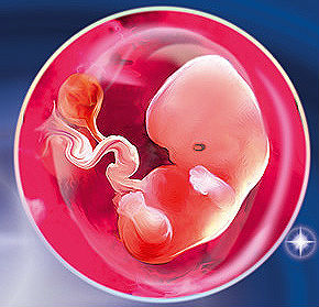 6 неделя плода. Стали видны пальцы и глаза эмбриона.