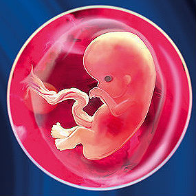 7 неделя плода. Пальчики стало отчетливее видно, а руки эмбриона начали сгибаться.