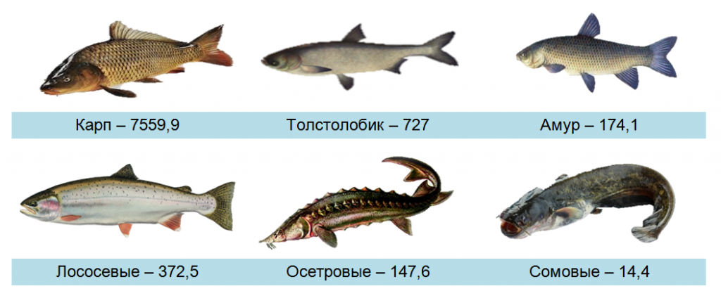 В Беларуси большая часть промыслового вылова рыбы "съедается" населением