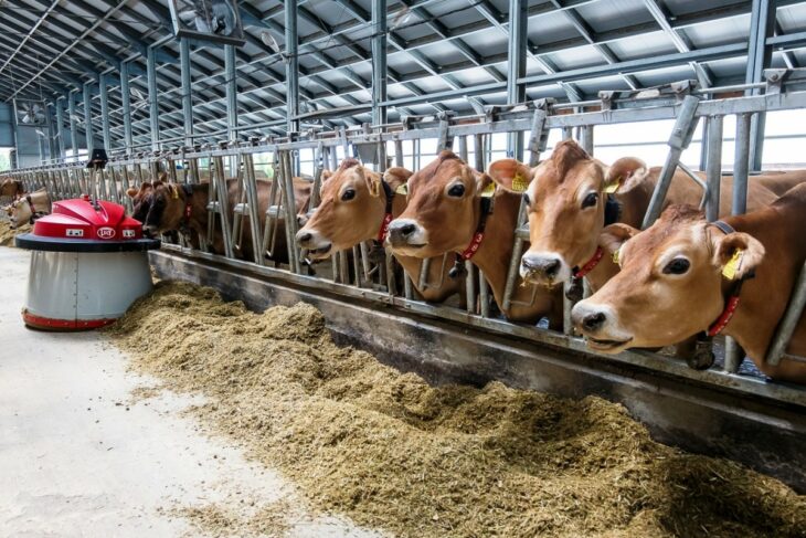 В Витебской области скоро появится 10 новых молочно-товарных ферм
