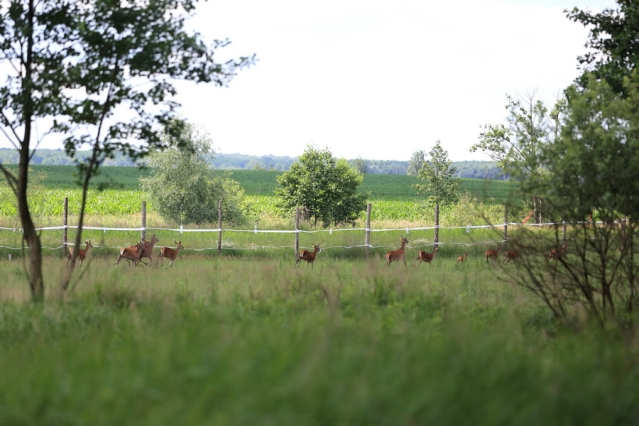 В леса Буда-Кошелёвского района выпустили 50 благородных оленей