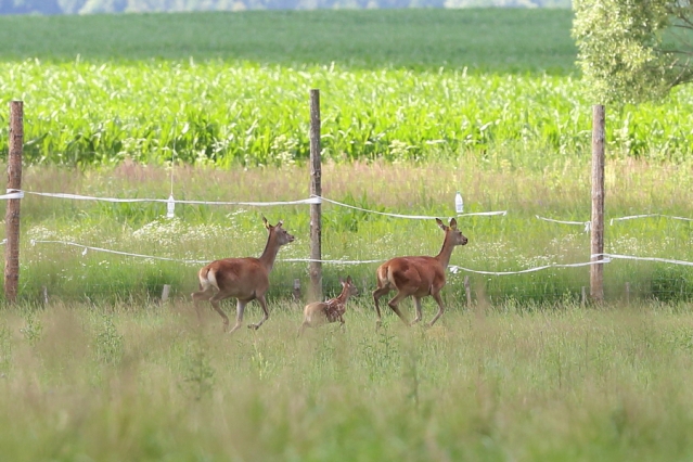 В леса Буда-Кошелёвского района выпустили 50 благородных оленей