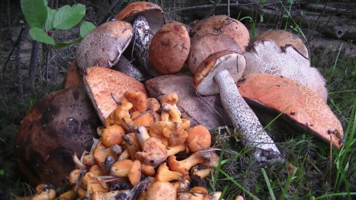 В лесах Могилевской области появились грибы