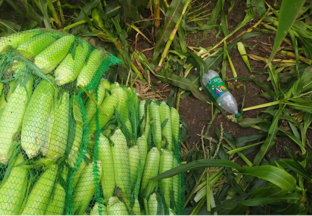 Двух жителей Ольшан поймали на краже кукурузы в Житковичском районе
