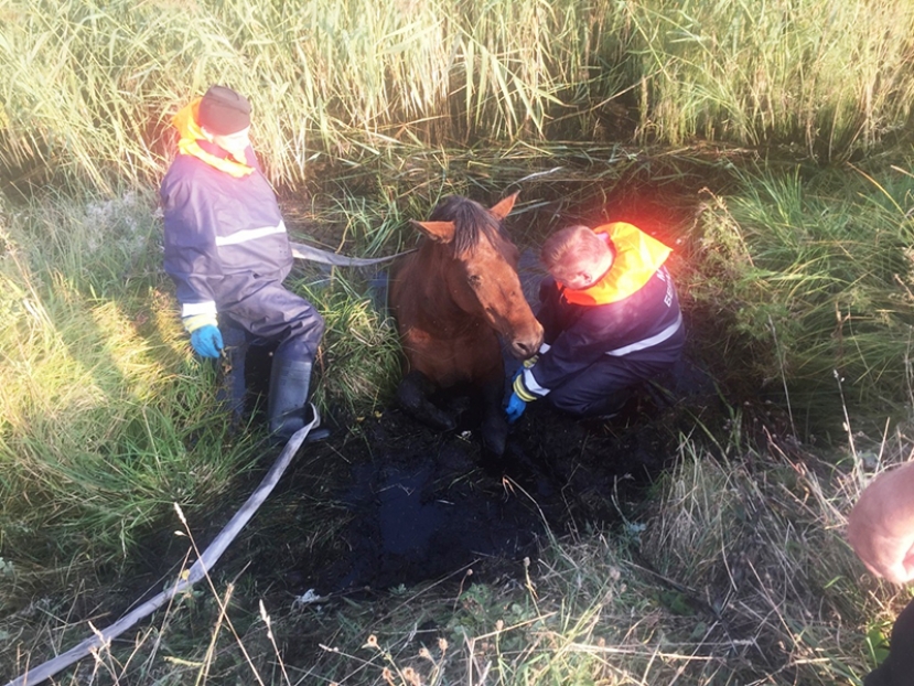 Застрявшую в болоте лошадь спасли сотрудники МЧС