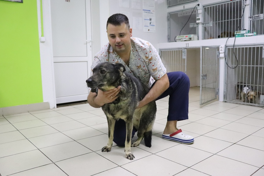 В Лиде провели уникальную ветеринарную операцию