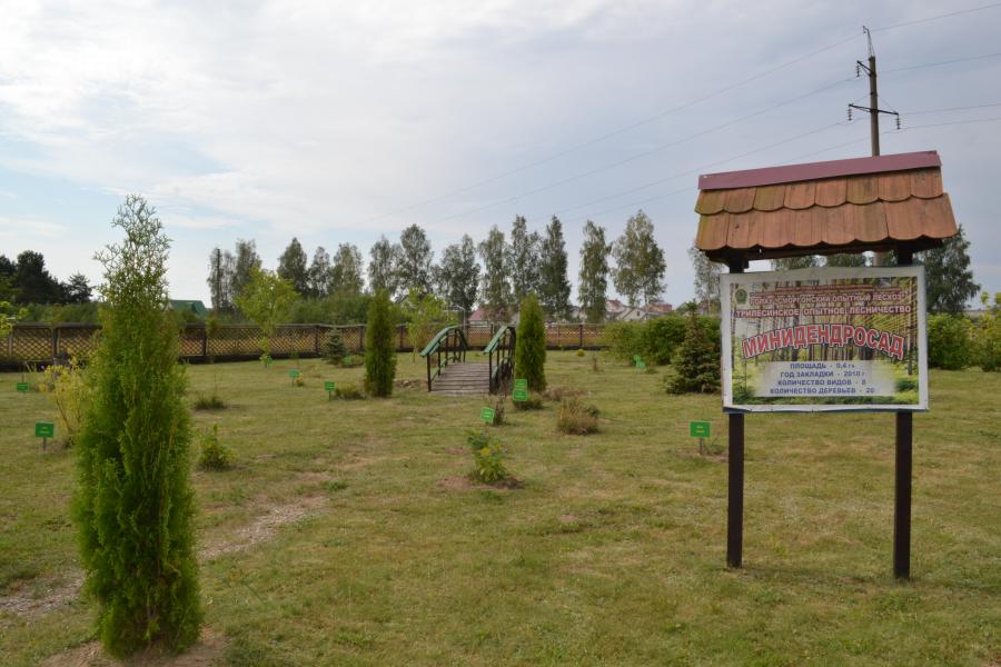 Сморгонский лесхоз – лучший в Гродненской области