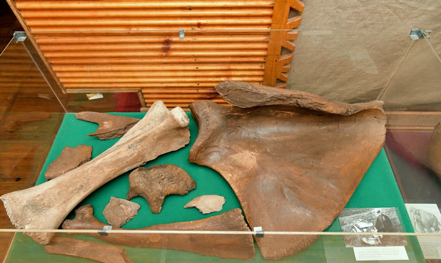 В Шумилинском историко-краеведческом музее представлены уникальные останки мамонтов