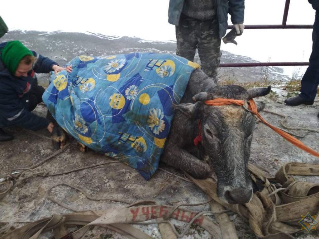 В Волковысском районе спасатели вытащили корову из полыньи
