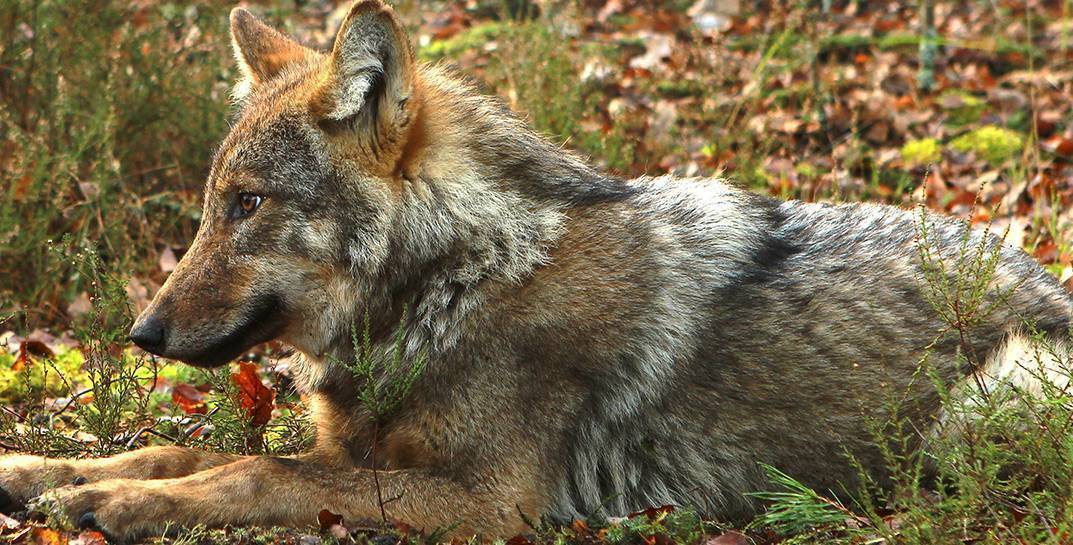 В Лельчицком районе ученые изучают жизнь двух волков