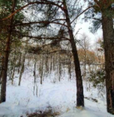 Борисовский район: в лесу обнаружили труп с признаками насильственной смерти