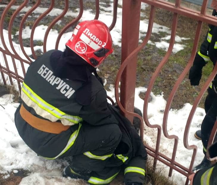 В Минске спасли собаку, которую зажало в заборе