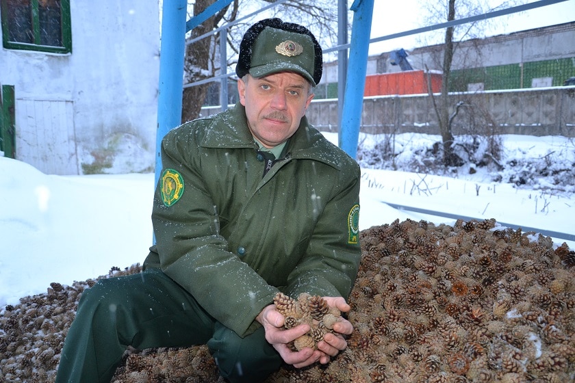 Бешенковичский лесхоз завершает сезон сбора шишек