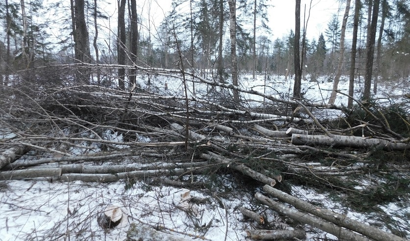 В Сенненском районе дерево упало и придавило вальщика леса
