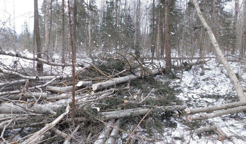 В Сенненском районе дерево упало и придавило вальщика леса