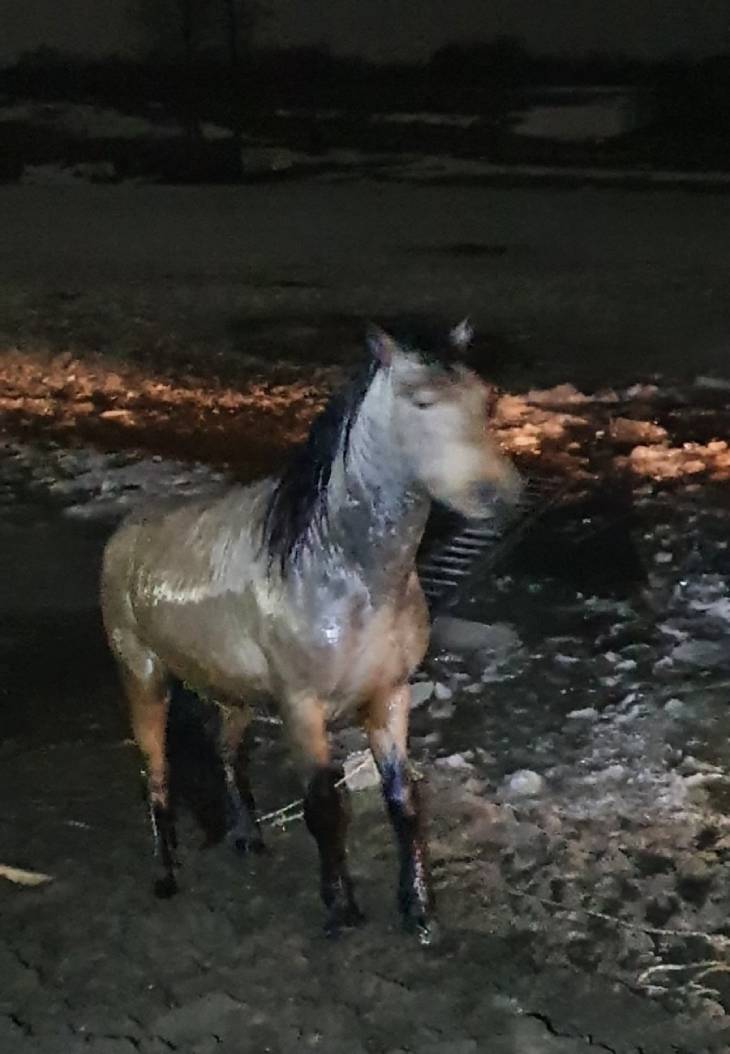 В Дзержинском районе из ледяного плена освобождали лошадей