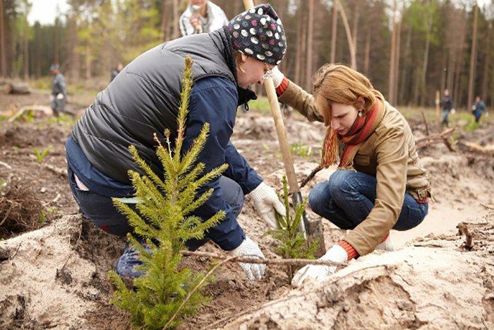 Новогрудский лесхоз приглашает принять участие в акции «Неделя леса»