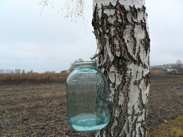 В Новогрудском лесхозе приступят к заготовке березового сока