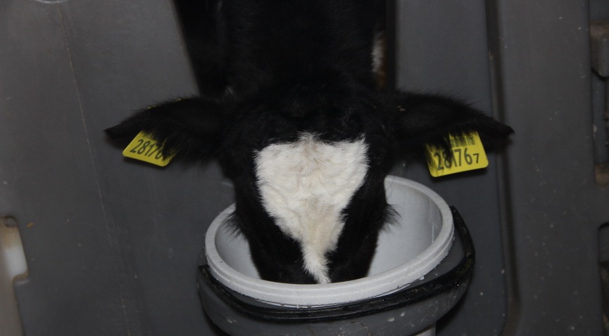 В МТК «Гинцевичи» развивают молочное животноводство