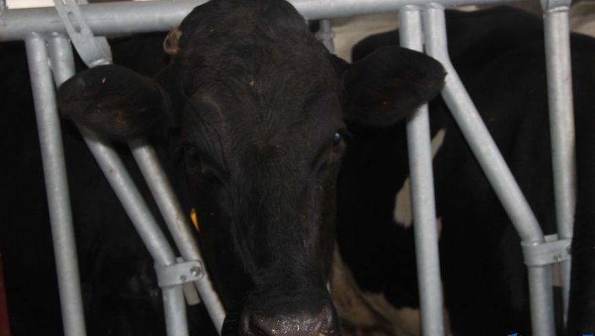 В МТК «Гинцевичи» развивают молочное животноводство