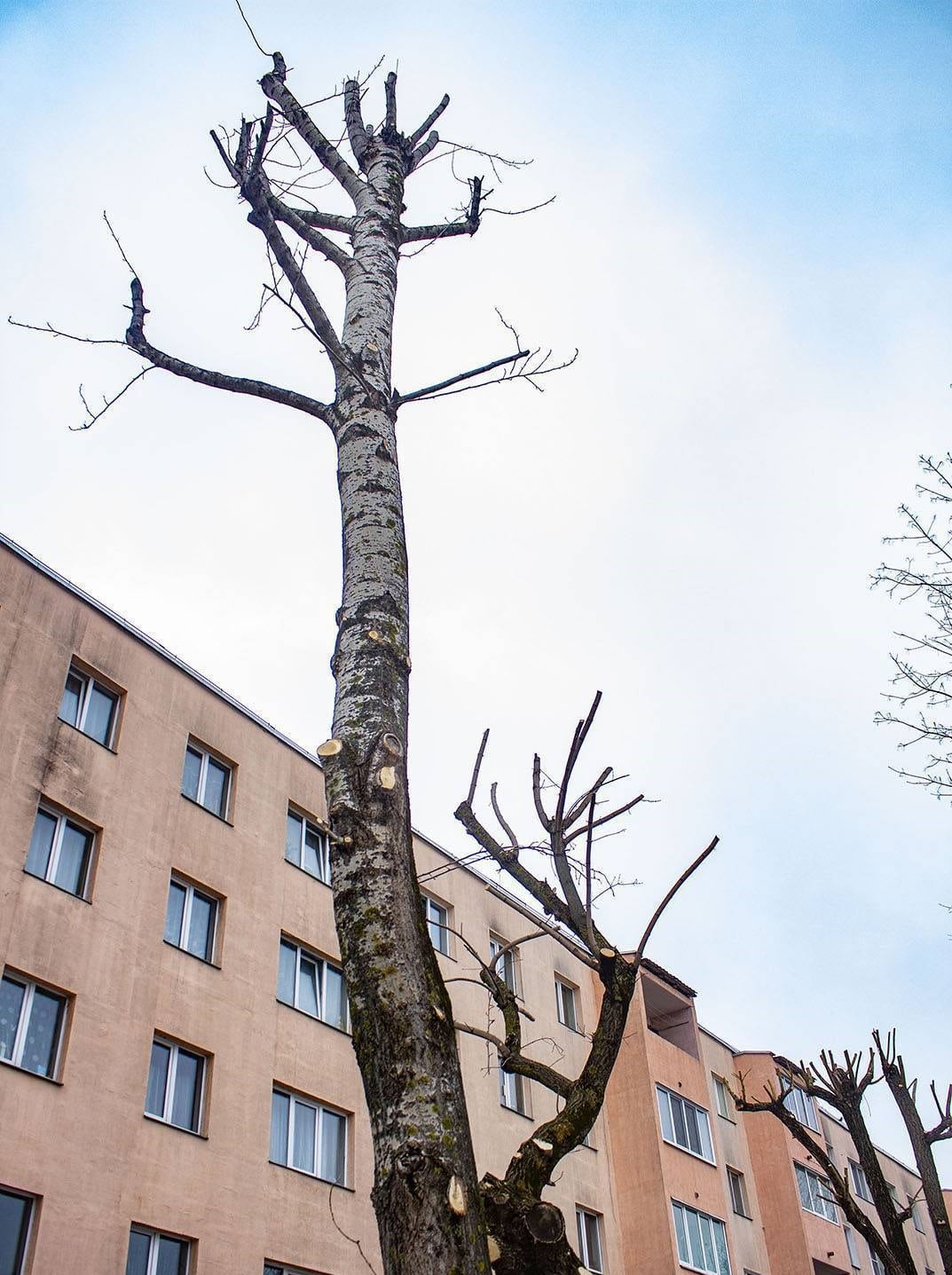 Коммунальники Могилева грубо кронируют деревья, несмотря на жалобы горожан