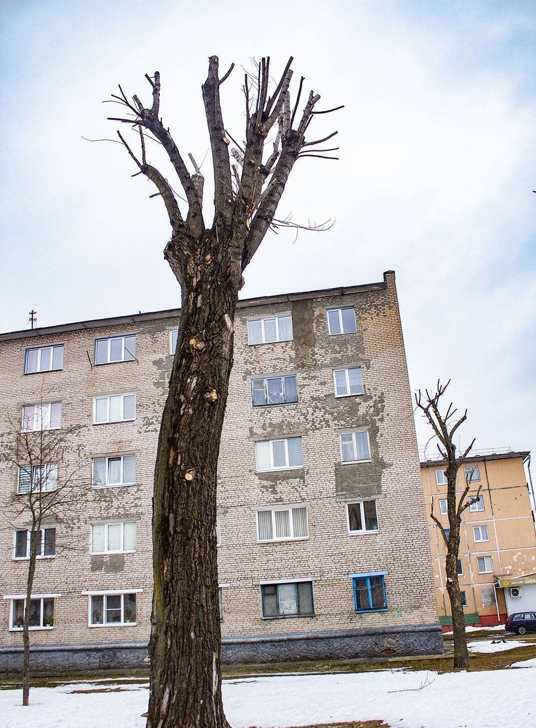 Коммунальники Могилева грубо кронируют деревья, несмотря на жалобы горожан