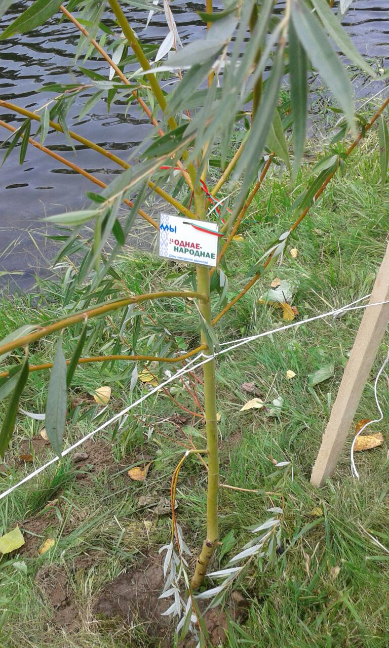 В Витебске у реки Витьба высадили 100 новых саженцев плакучей ивы