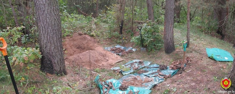 В Бешенковичском районе обнаружены человеческие останки