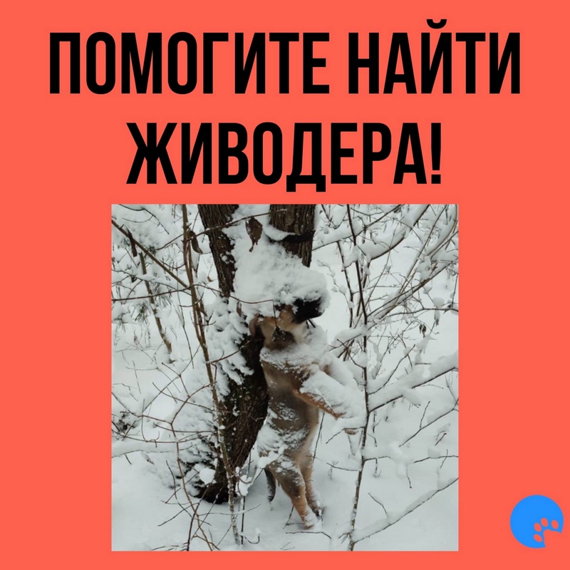 В лесопарке Гродно нашли повешенную собаку: она превратилась в лед