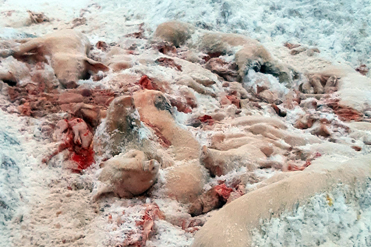 Павших свиней на свинокомплексе в Городокском районе сбрасывали в открытые траншеи