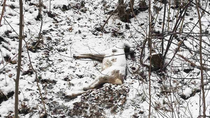 В Слонимском районе в петле браконьеров умерла косуля