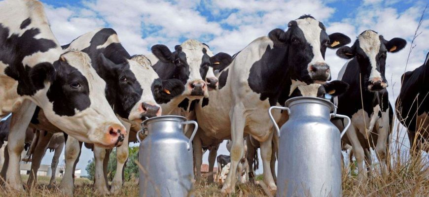 коровы и бидоны молока