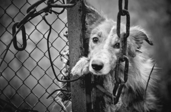В Речицком районе сотрудники МЧС помогли освободить запутавшуюся в цепи собаку