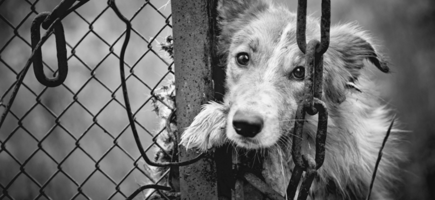 В Речицком районе сотрудники МЧС помогли освободить запутавшуюся в цепи собаку