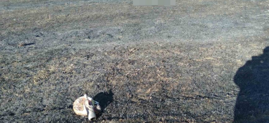 В Лоевском районе горело поле: спасатели на месте выжженной растительности обнаружили сильно обгоревшее тело пенсионера