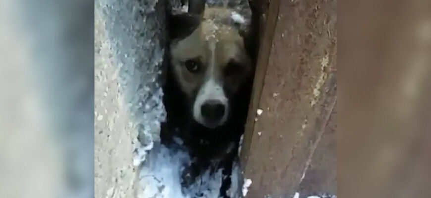 В Житковичах спасли собаку
