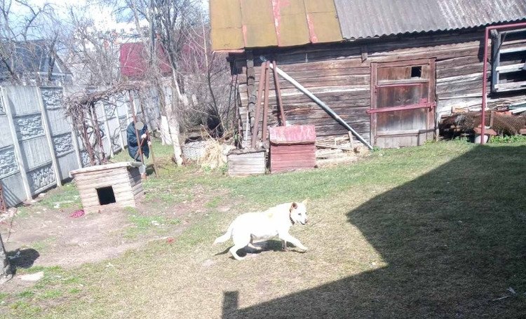 мчс помощь собаке