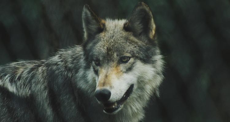 В Гомельском районе волк загрыз пса и утащил его в лес