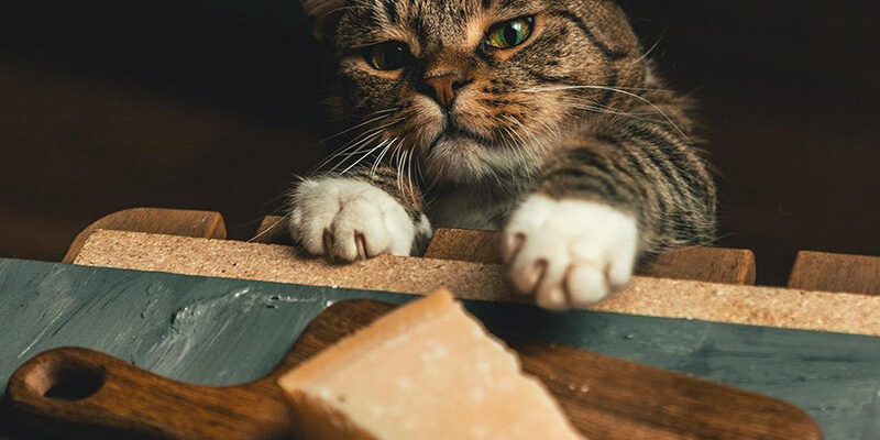 кот и сыр