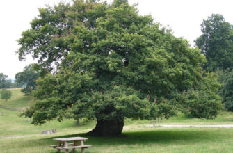 уникальное дерево