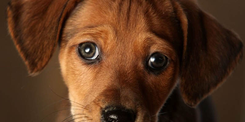 собака с грустными глазами
