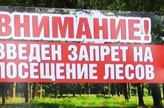 Запрет на посещение лесов введен в 16 районах Гомельской области
