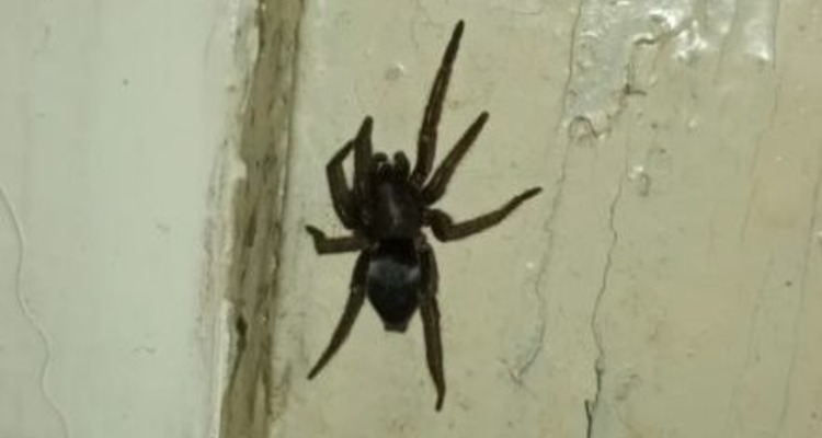 В Светлогорске в общежитии нашли паука