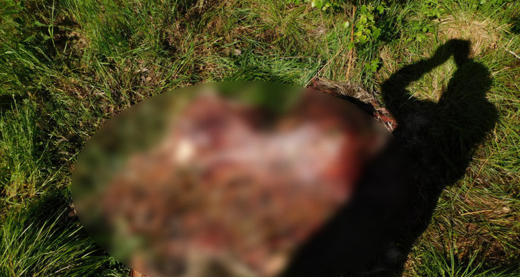 Житель Калинковичского района незаконно подстрелил лося и поделил добычу со знакомым