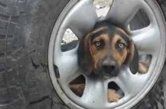 Голова собаки застряла в колёсном диске