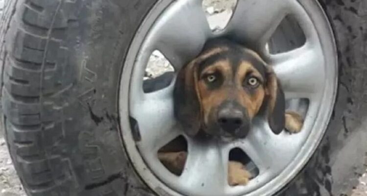 Голова собаки застряла в колёсном диске