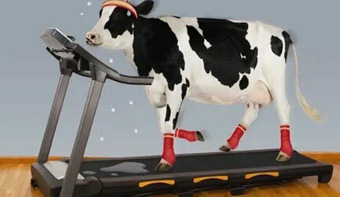 Белорусские учёные разработали фитнес-трекер для коров