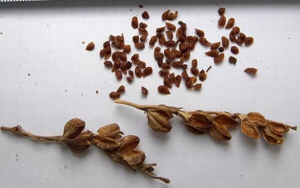 Отцветшие гладиолусы и их семена