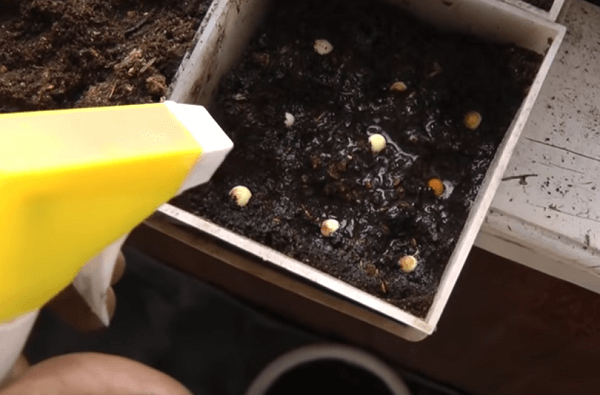 посадка деток гладиолусов для выращивания в квартире