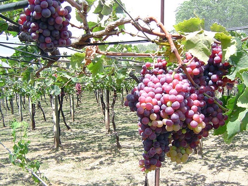 Крупные десертные сорта укрывного винограда для средней полосы России